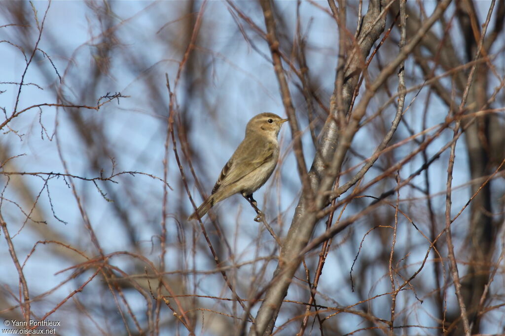 Common Chiffchaff (tristis)