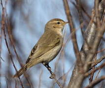 Common Chiffchaff (tristis)