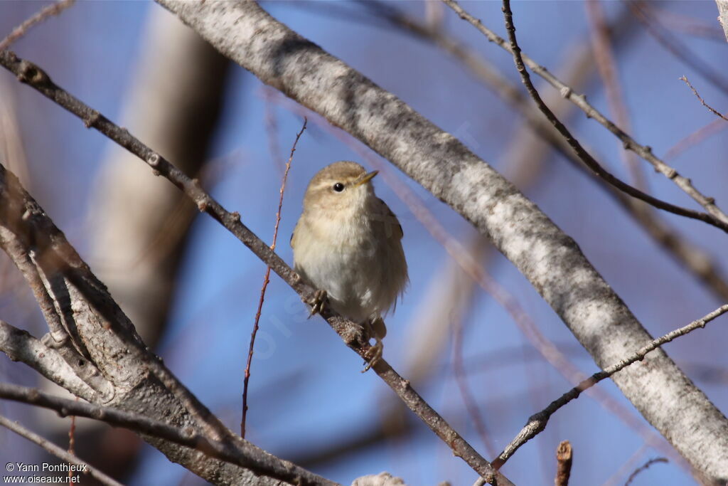 Common Chiffchaff (tristis)