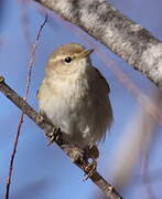 Common Chiffchaff (tristis)