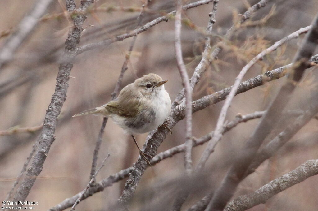 Common Chiffchaff (tristis)