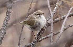 Common Chiffchaff (tristis)