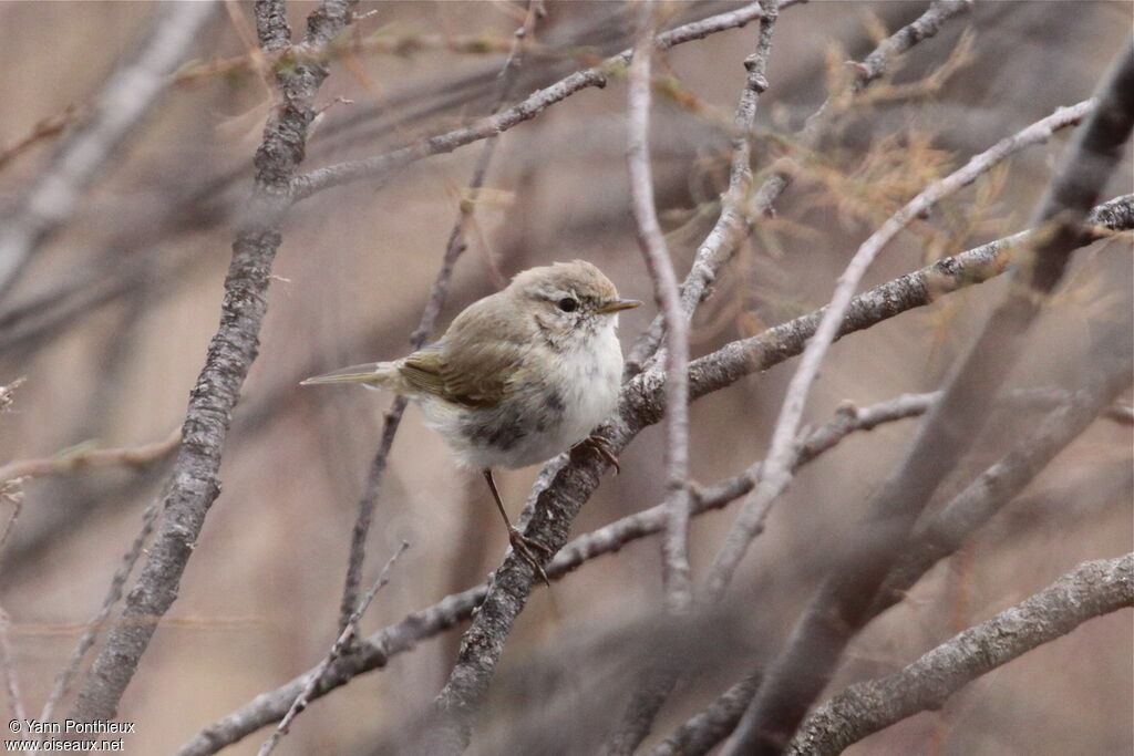 Common Chiffchaff (tristis)