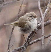 Common Chiffchaff (tristis)