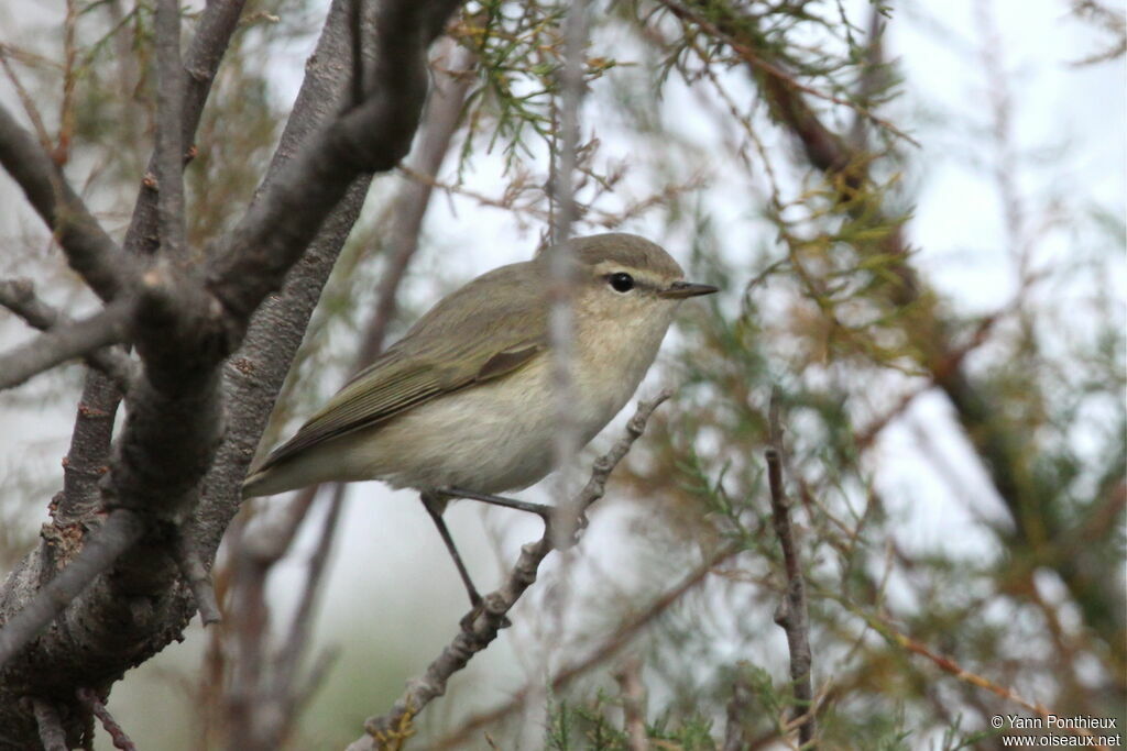 Common Chiffchaff (tristis)