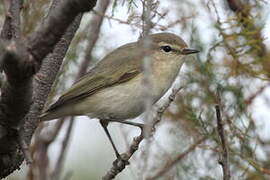 Common Chiffchaff (tristis)