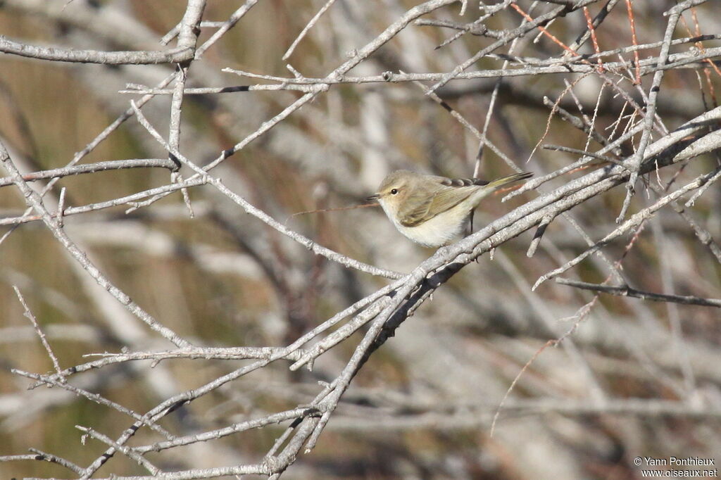 Common Chiffchaff (tristis)