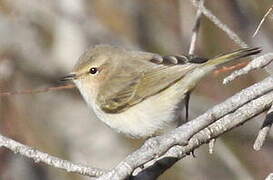 Common Chiffchaff (tristis)