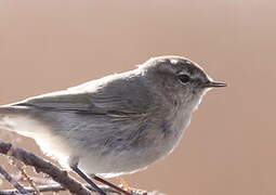 Common Chiffchaff (tristis)