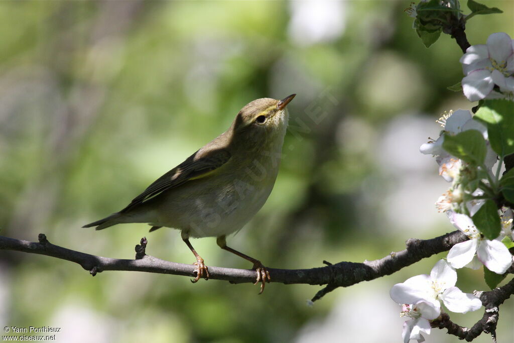 Willow Warbler