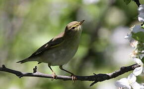 Willow Warbler