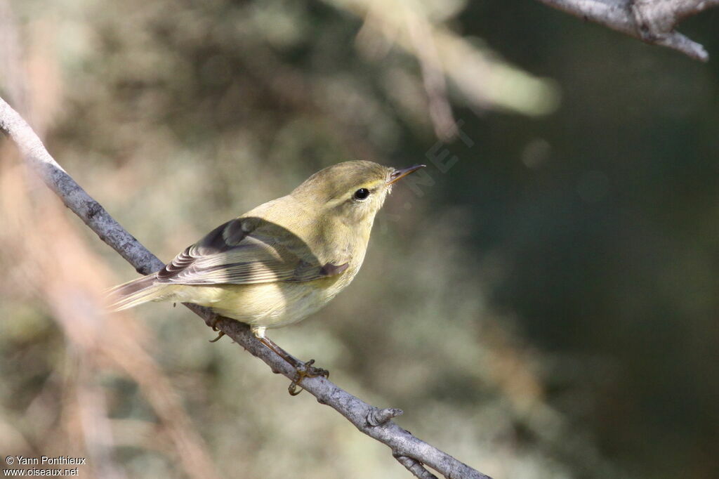 Willow Warbler