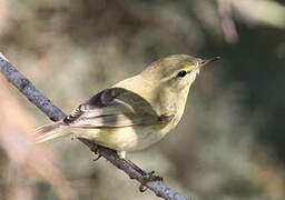 Willow Warbler