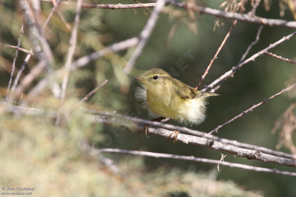 Willow Warbler