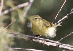 Willow Warbler