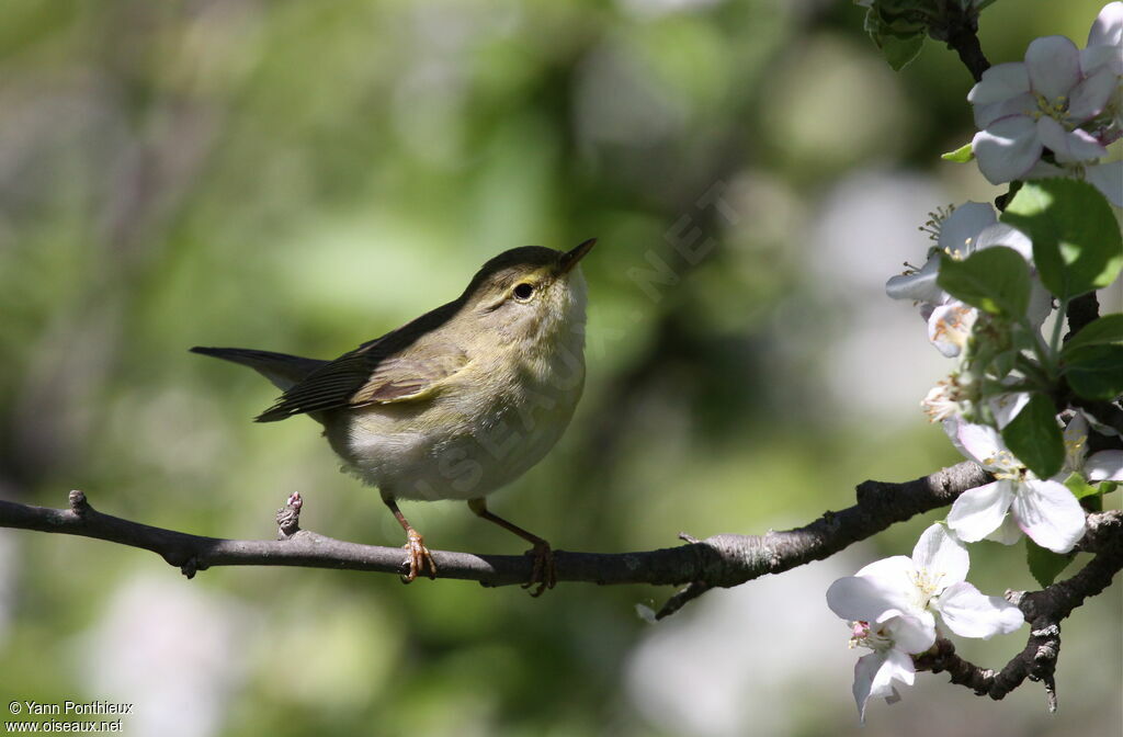 Willow Warbler