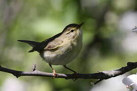 Willow Warbler