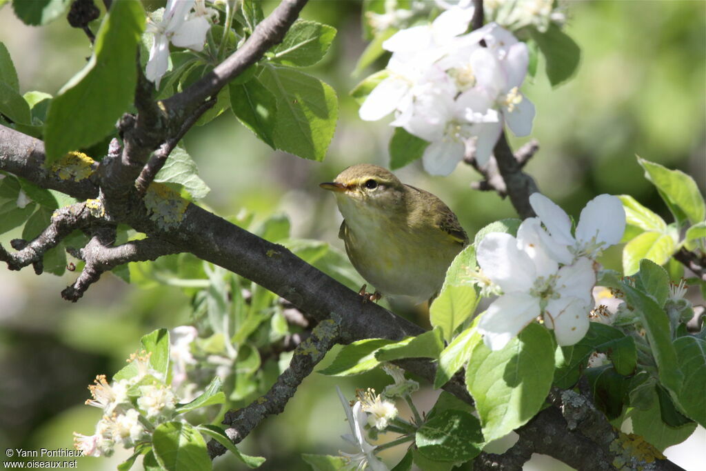 Willow Warbler