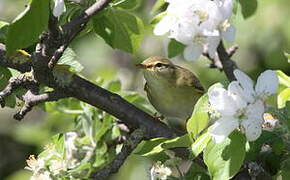 Willow Warbler