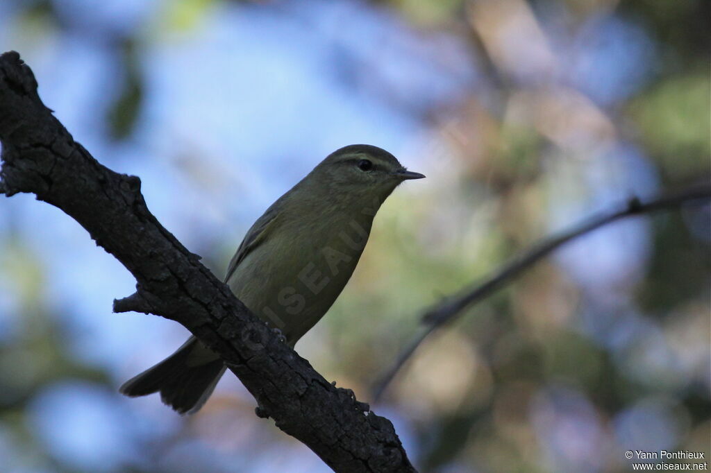 Willow Warbler