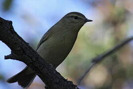 Willow Warbler