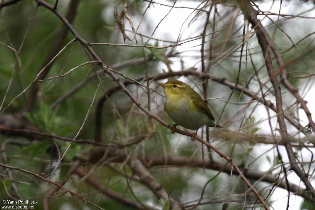 Wood Warbler