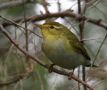 Wood Warbler