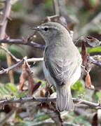 Common Chiffchaff (abietinus)