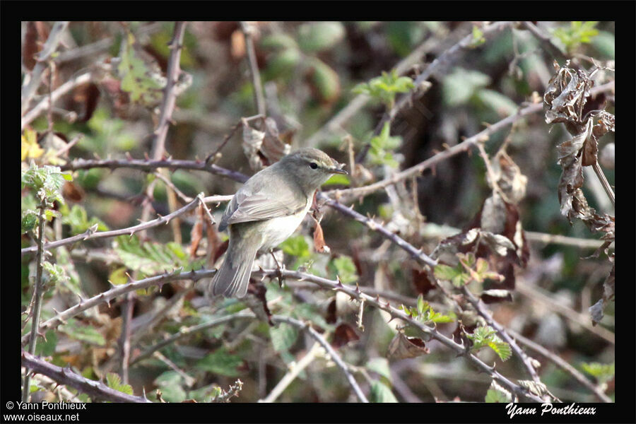 Common Chiffchaff (abietinus)