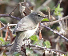 Common Chiffchaff (abietinus)