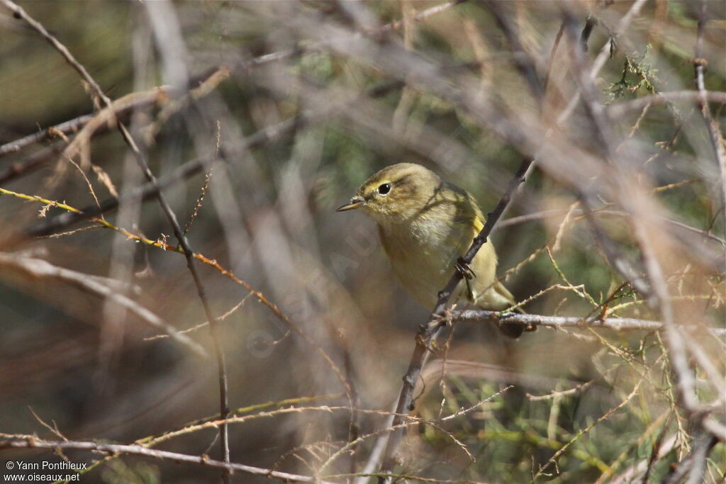 Common Chiffchaff