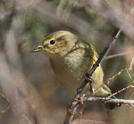 Common Chiffchaff