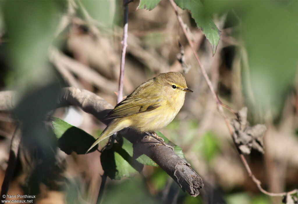 Common Chiffchaffadult post breeding