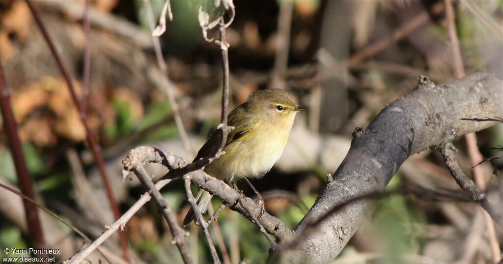 Common Chiffchaffadult post breeding