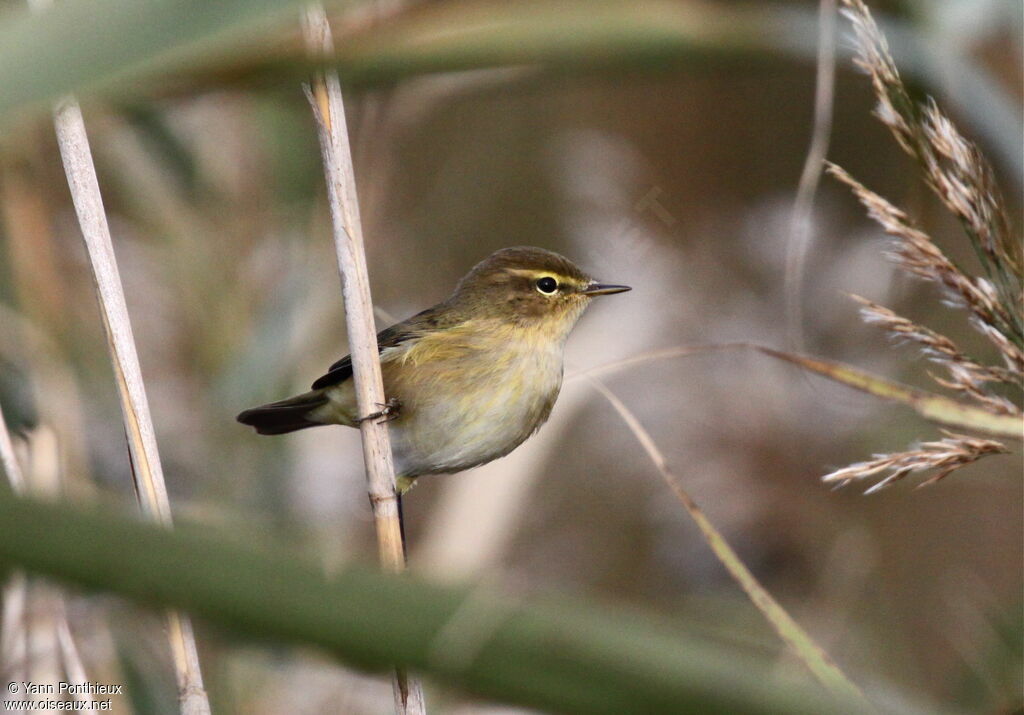 Common Chiffchaff