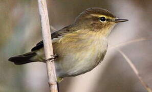 Common Chiffchaff