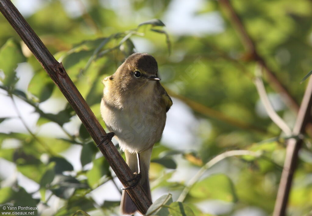 Common Chiffchaff