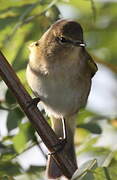 Common Chiffchaff