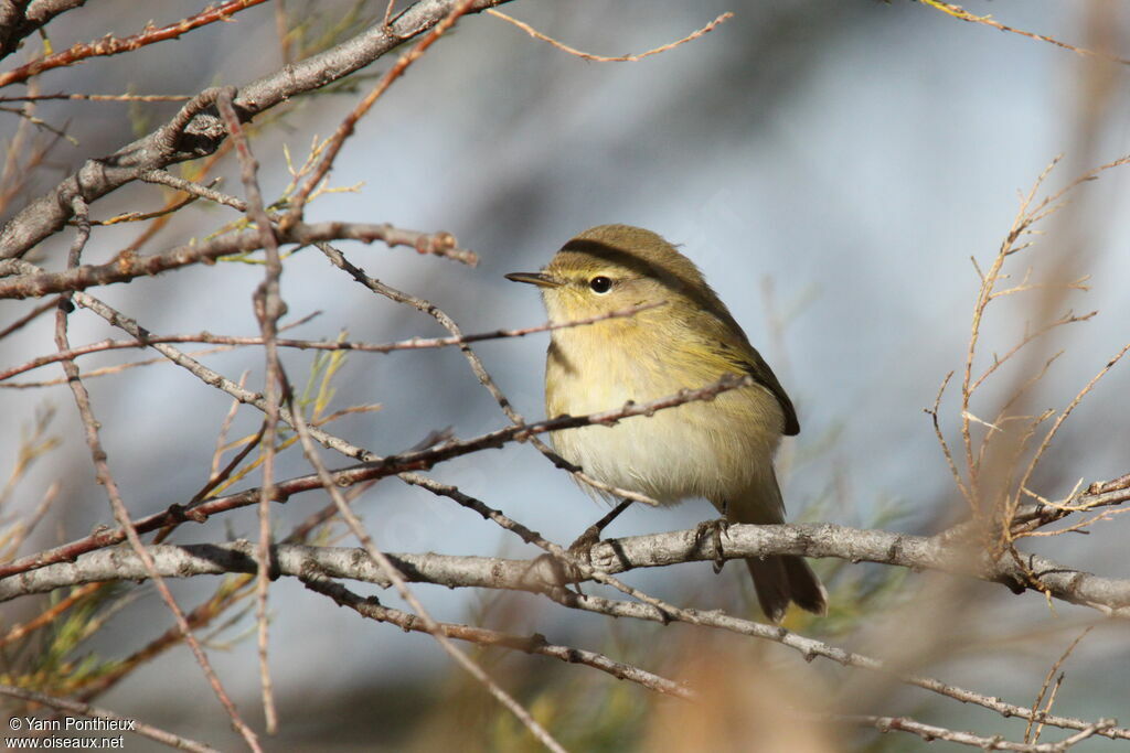 Common Chiffchaff