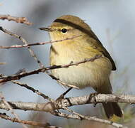 Common Chiffchaff