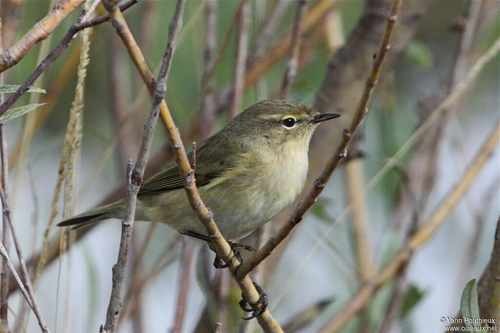 Common Chiffchaff