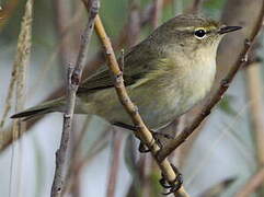 Common Chiffchaff