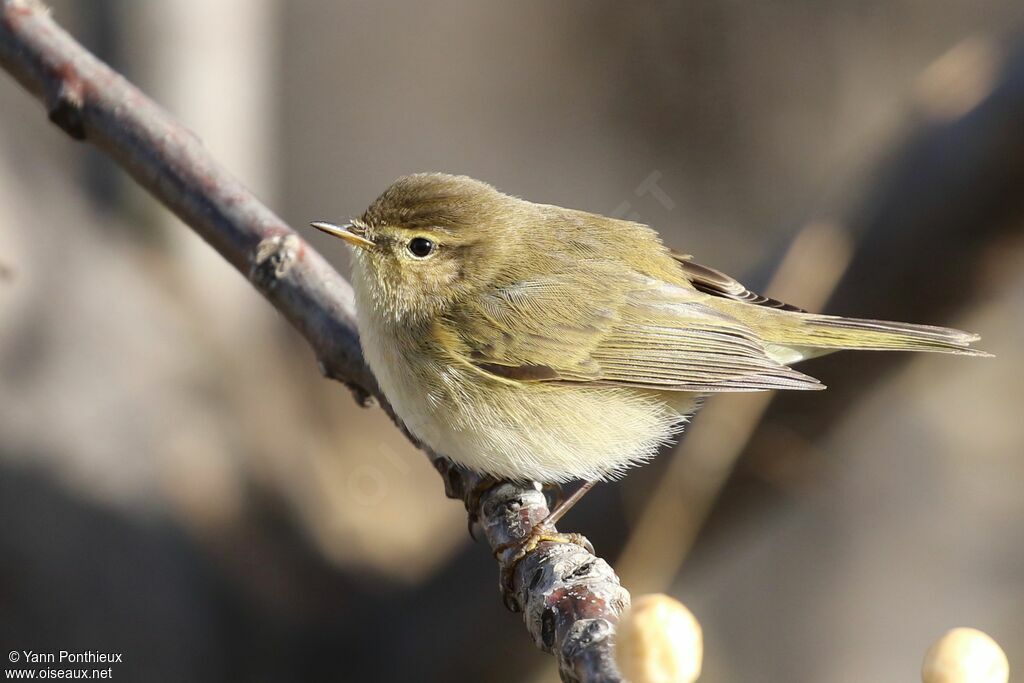 Common Chiffchaff