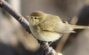 Common Chiffchaff