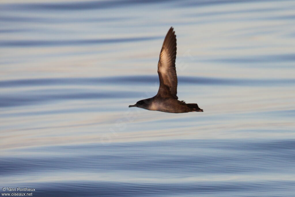 Balearic Shearwater