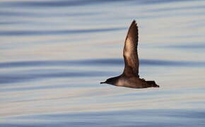 Balearic Shearwater