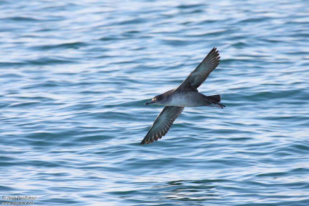 Balearic Shearwater