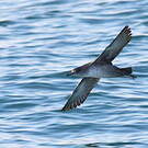 Puffin des Baléares