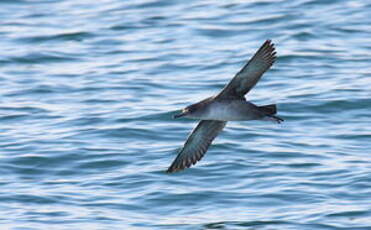 Puffin des Baléares