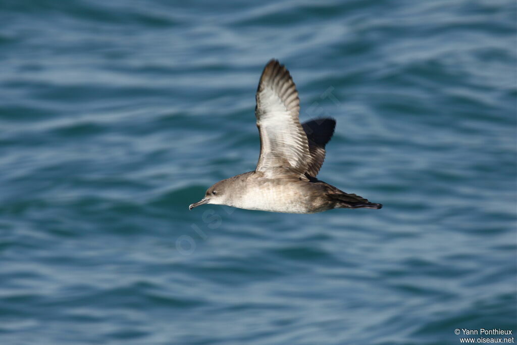 Balearic Shearwater